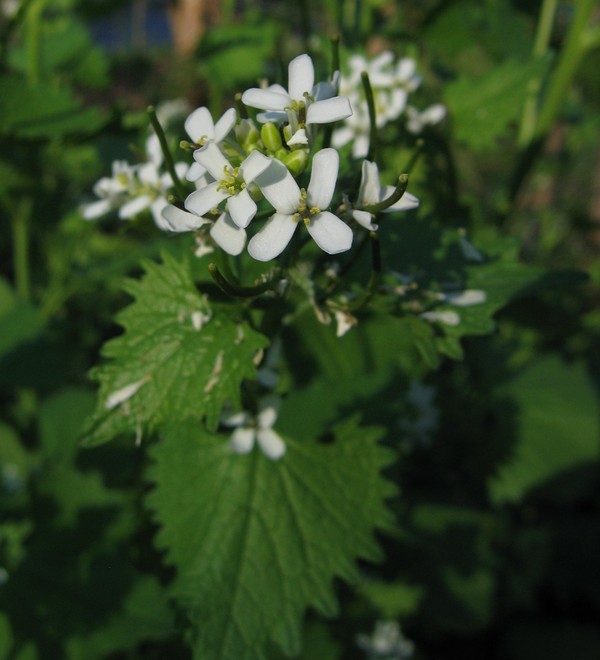 Alliaria petiolata